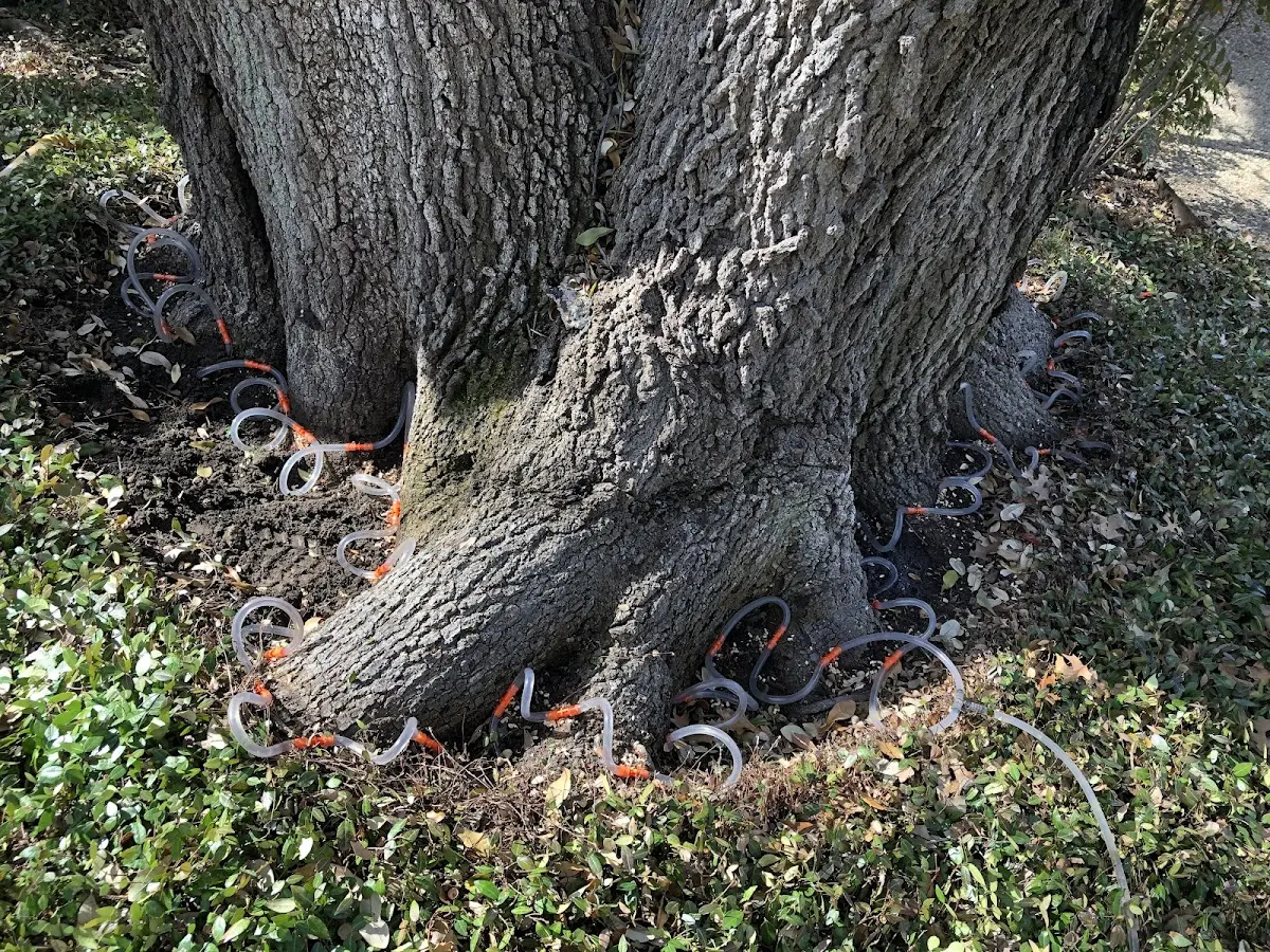 Detailed Tree Cabling and Bracing job site in Inyokern
